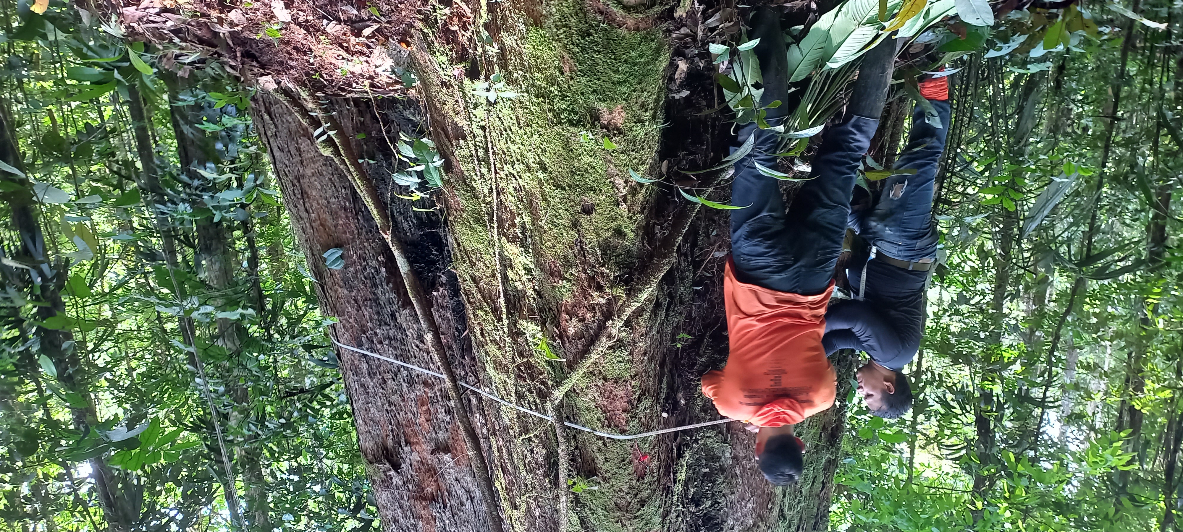 Expedição encontra a maior árvore já registrada no Amapá