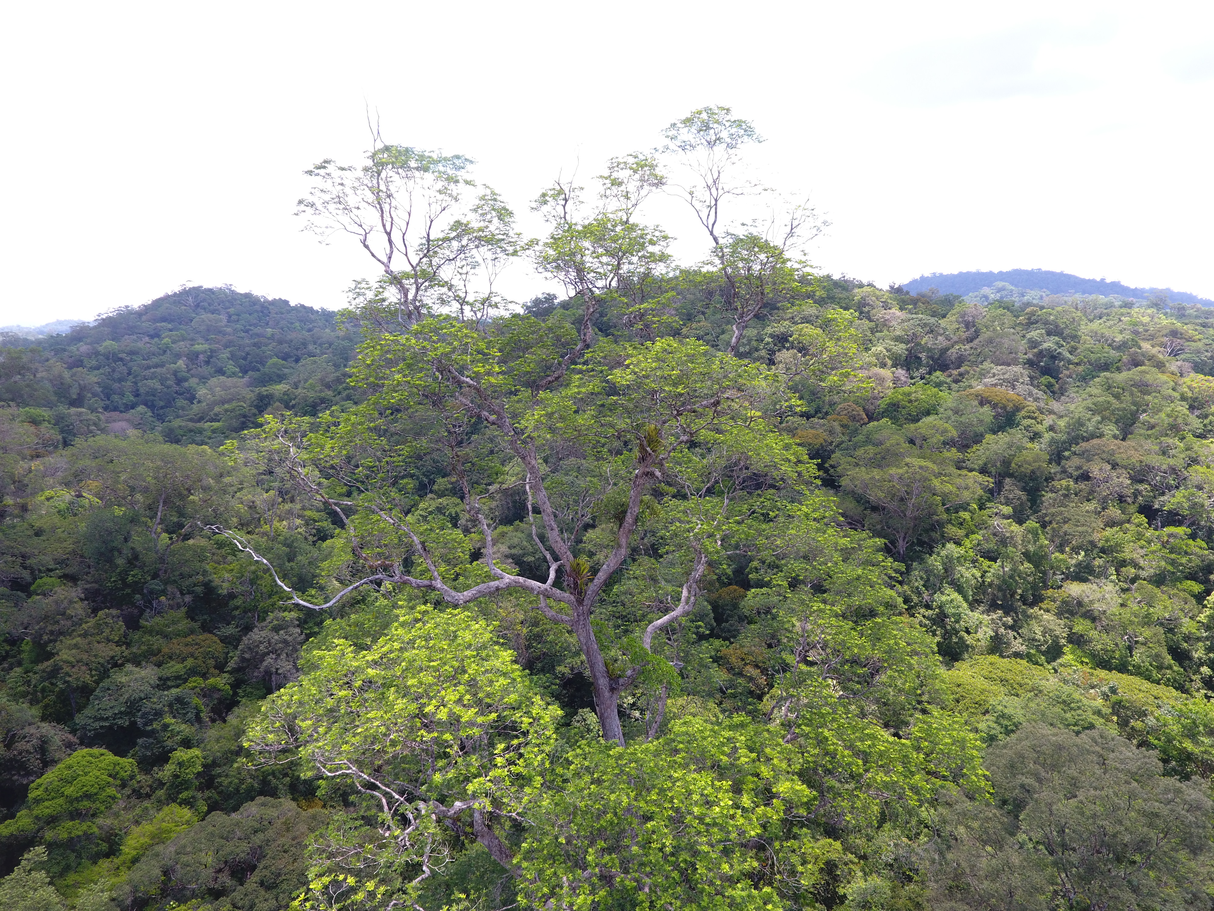 Projeto mapeia árvore gigante em Mazagão