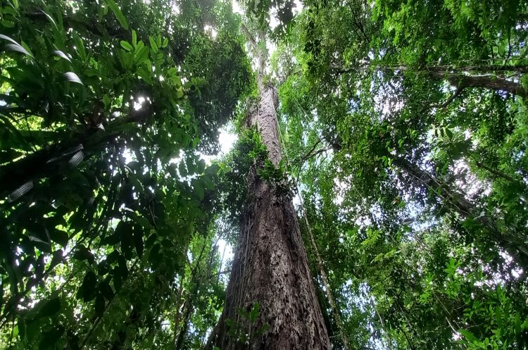 Um Angelim vermelho é a maior árvore da Amazônia